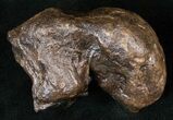 Fossil Manatee Ear Bone - Florida #16171-1